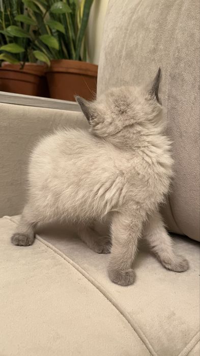 Мальчик Американский керл