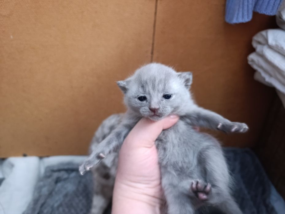 Продам шотландские котята