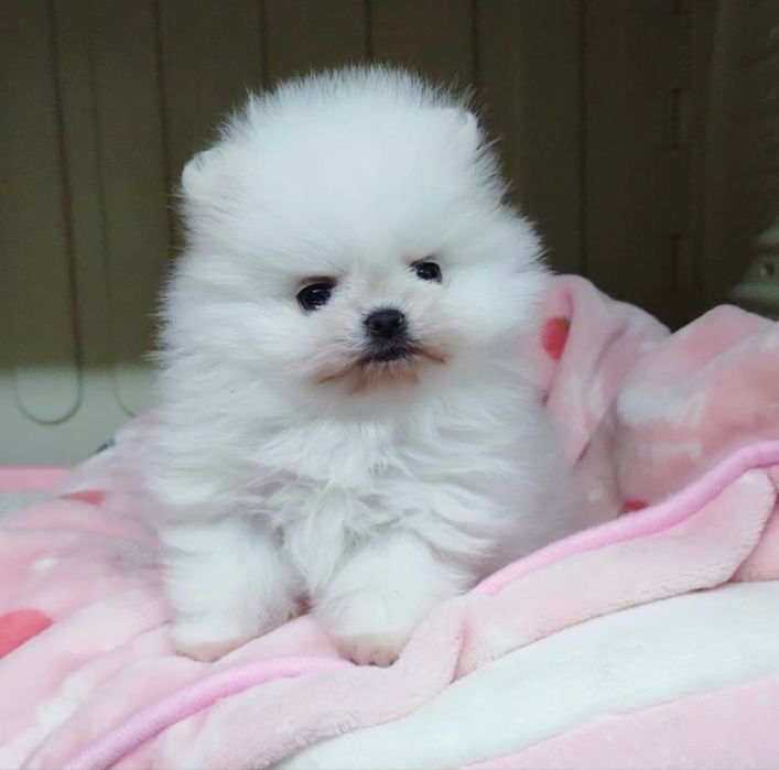 Померанский шпиц