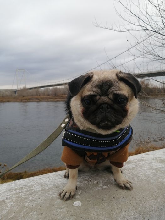 Чуда малышимопсята