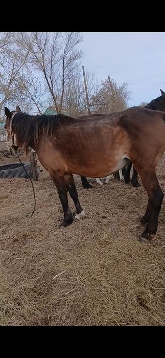 Биелер сатылады продам