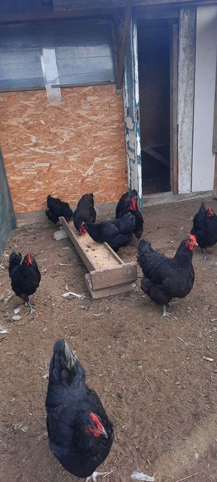 Disponibil pasari ,ouă de incubat și puișori