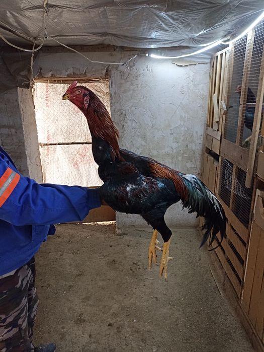 Xoʻroz sotiladi qoni toza