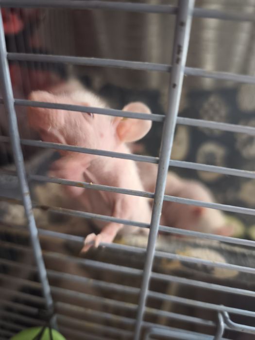 Лысые крысята , морщинки