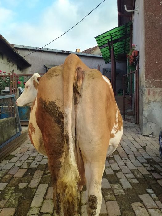 Vaca de vânzare.