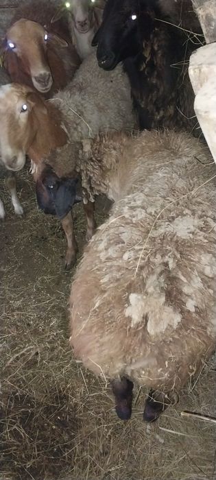 Продам баранов с откорма
