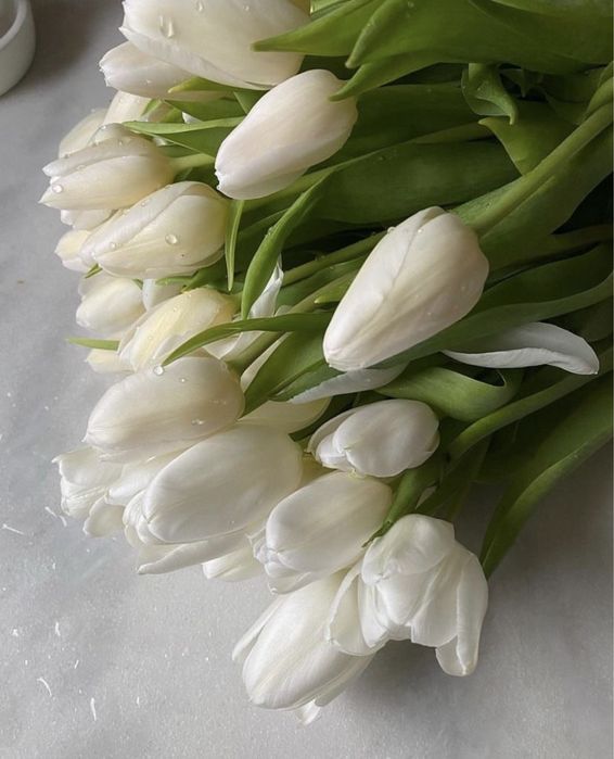 Предзаказ на тюльпаны