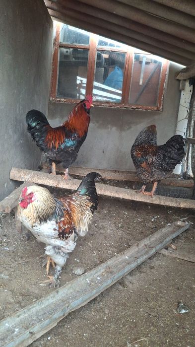 Кораз  тауык кораз