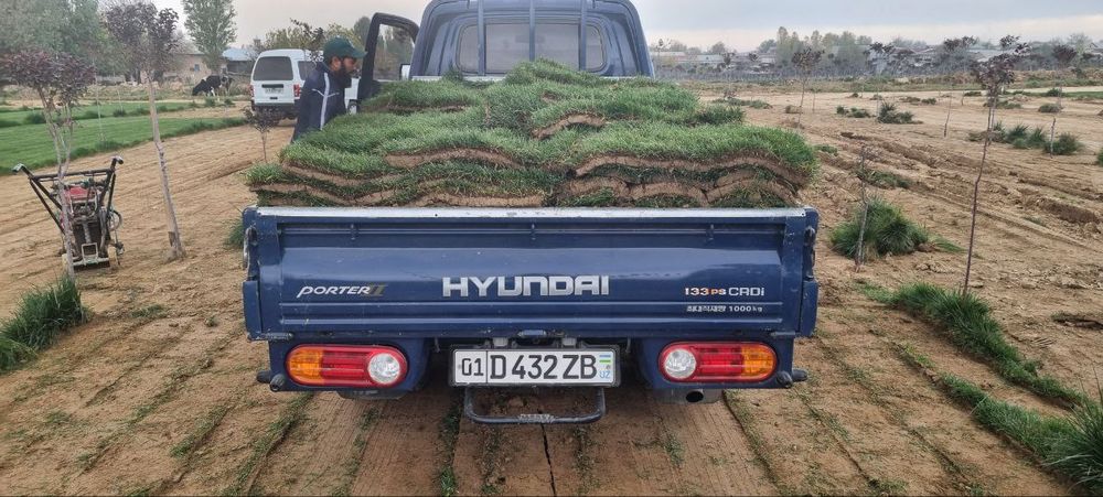 Газон Дания, Оптом ⁸⁸ от 40000 до 45000 сум с поля