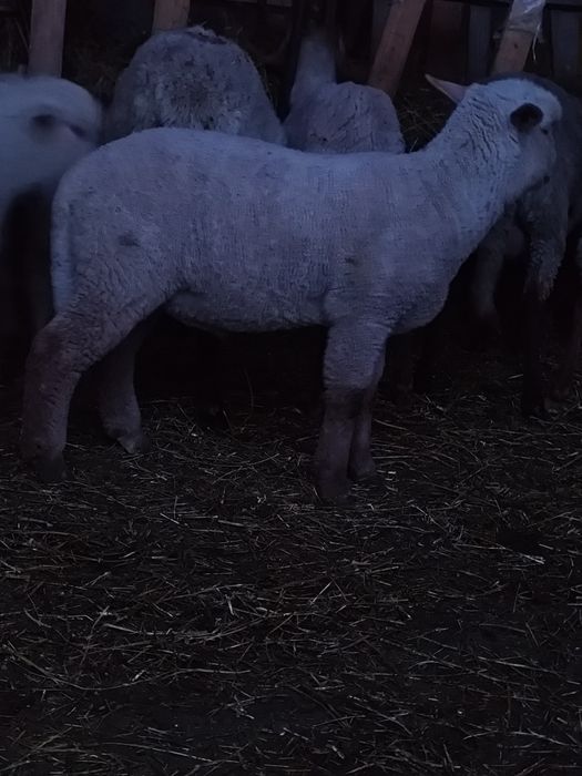 Miei  tigai din  berbec de carne
