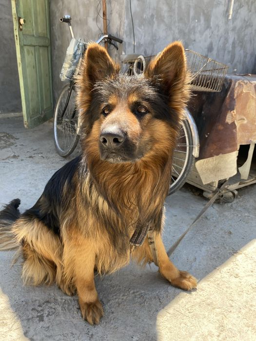 Вязка, Кабель Пародистой Овчарки