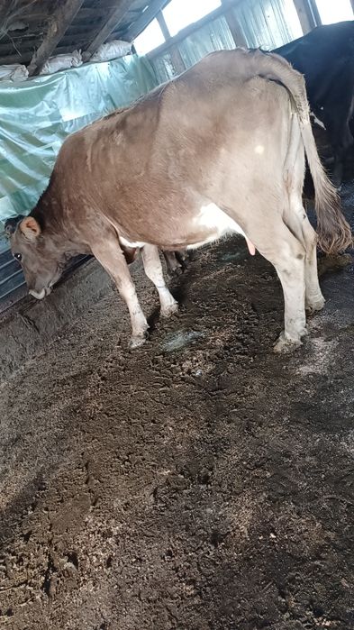 Vând vaca de lapte
