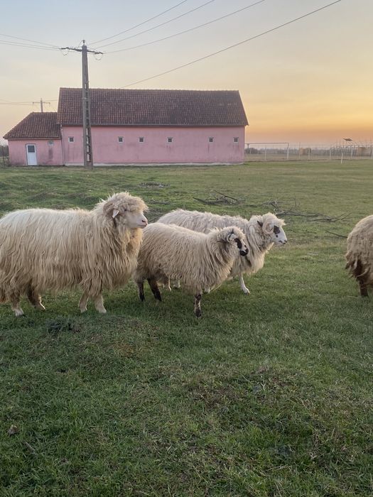 De vanzare oi …….