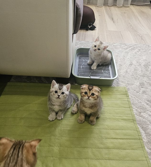 Котята шотландской породы