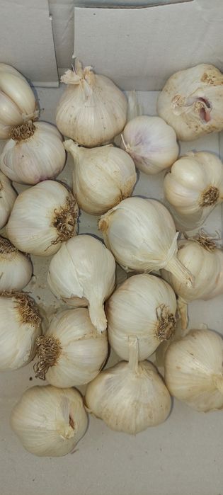 Продам домашний чеснок