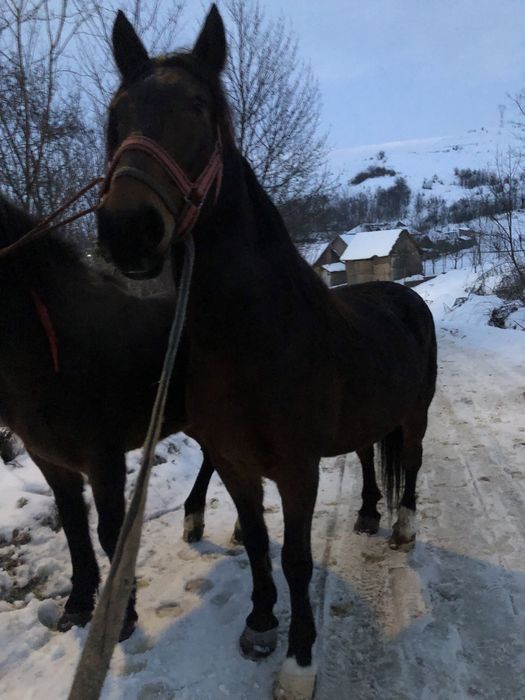 De vanzare iapa de 7 ani