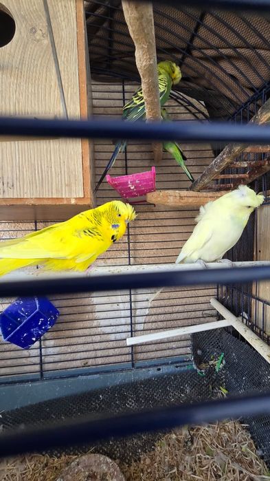 Peruș hogoromo japonez femela, moțată