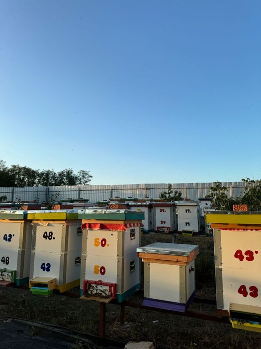 MIERE De Albine 18 Ron