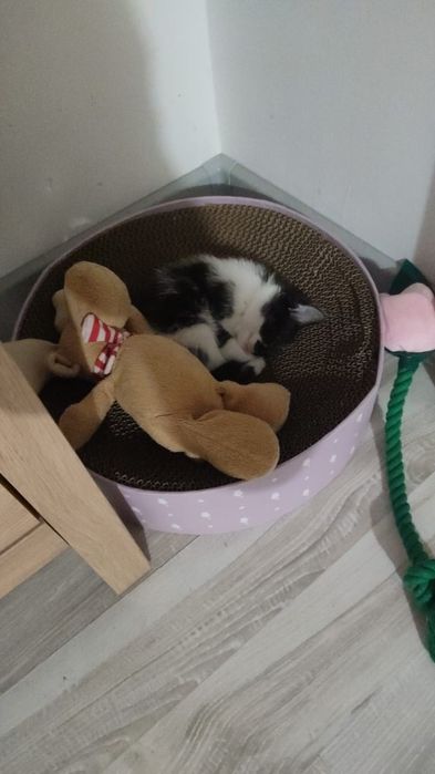 Продам котенка, девочку