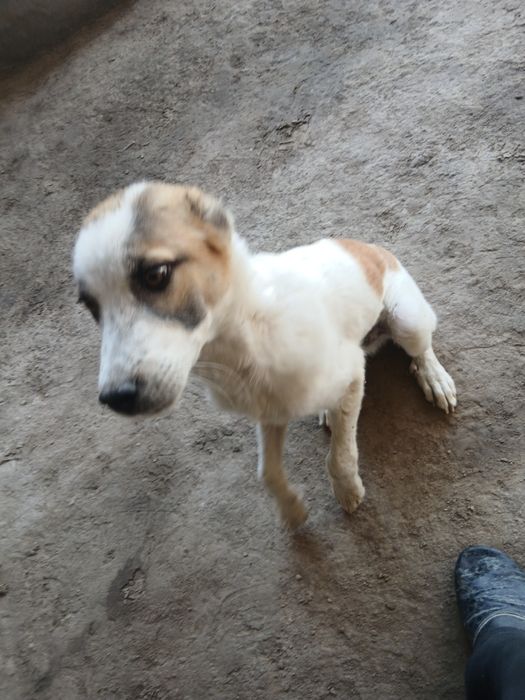 6 ti panja it juda oyin qaroq