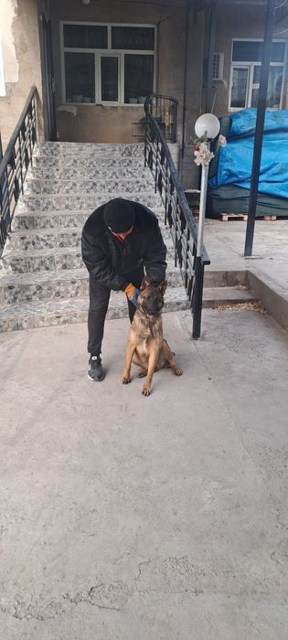 Бельгийский овчарка малиноа