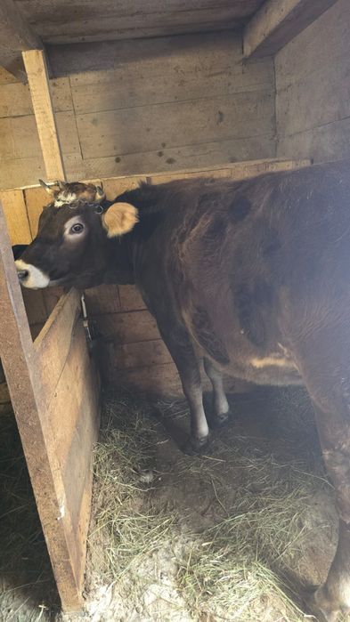 Vând juninca buna de tinut, 1 an si 8 luni