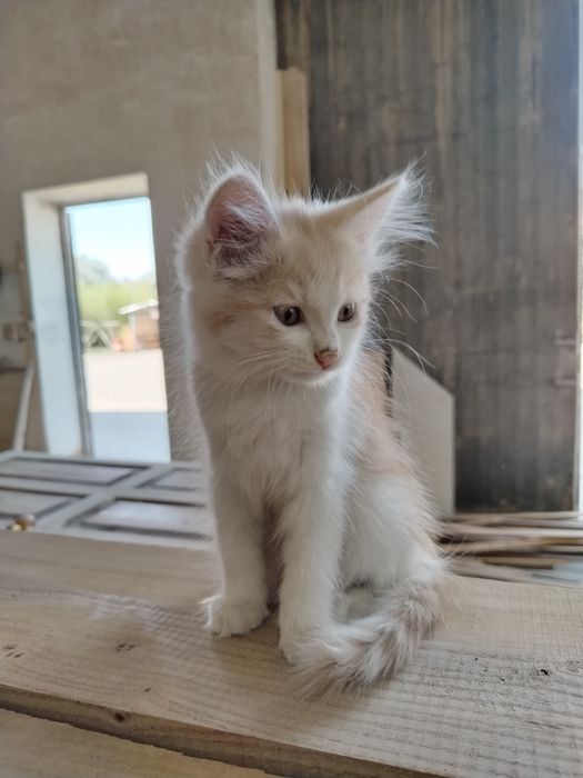 домашний котёнок