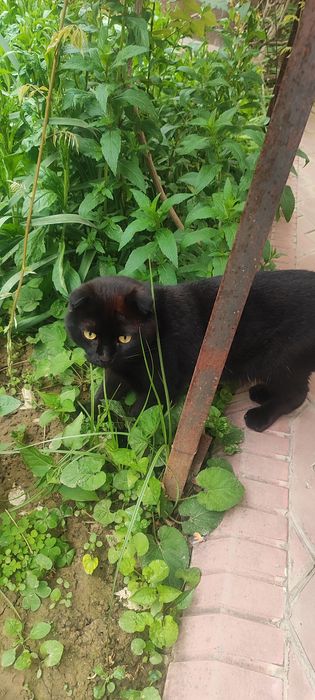 Отдам кота в хорошие руки