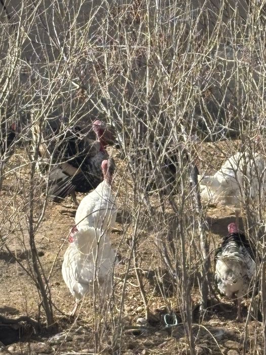 Индюк, Курка …..