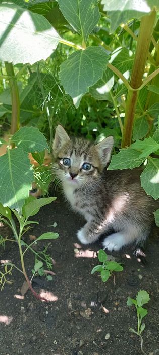 Отдам даром, бесплатно котят
