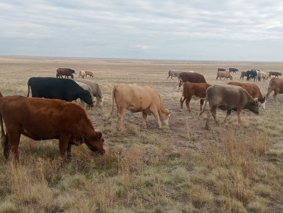 Clear Nut Порно