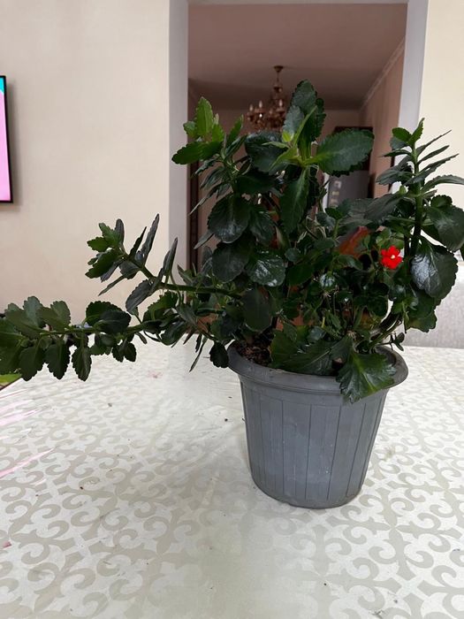 Каланхоэ с цветами