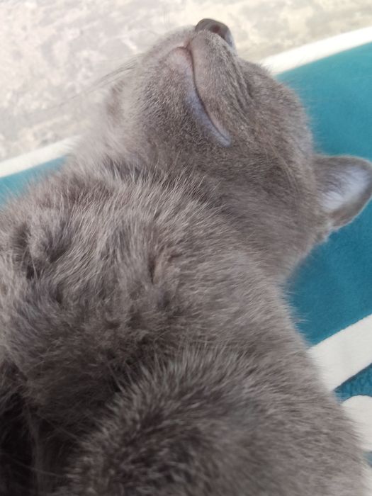 Отдам котенка в хорошие руки