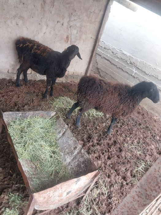 Қойлар сатылым да