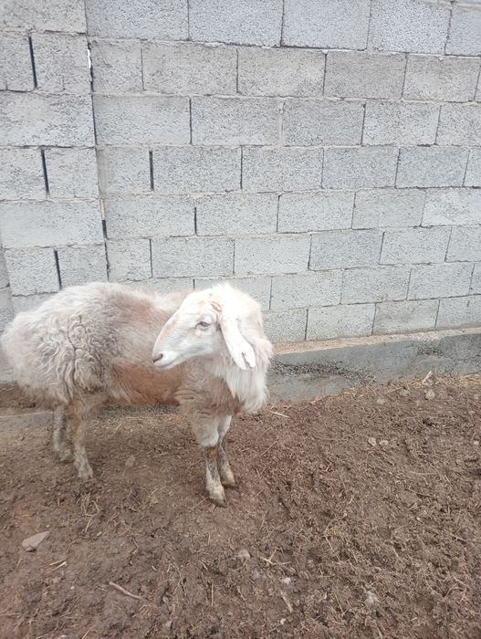 Кошкар, қой сатылады