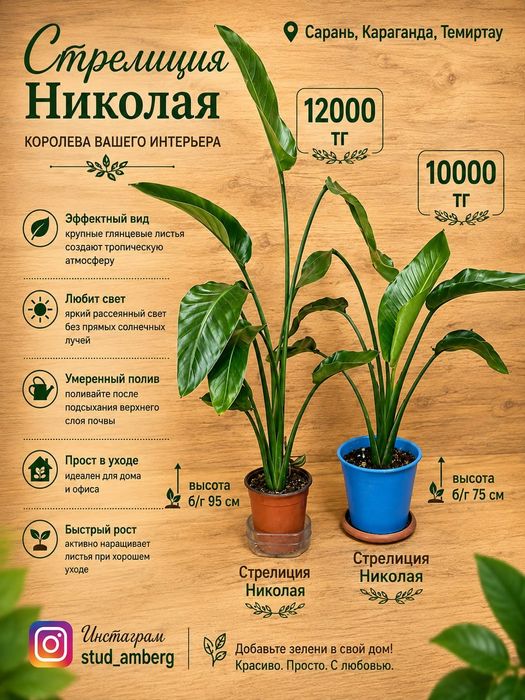 Хамедорея,гименокаллис,аспарагус