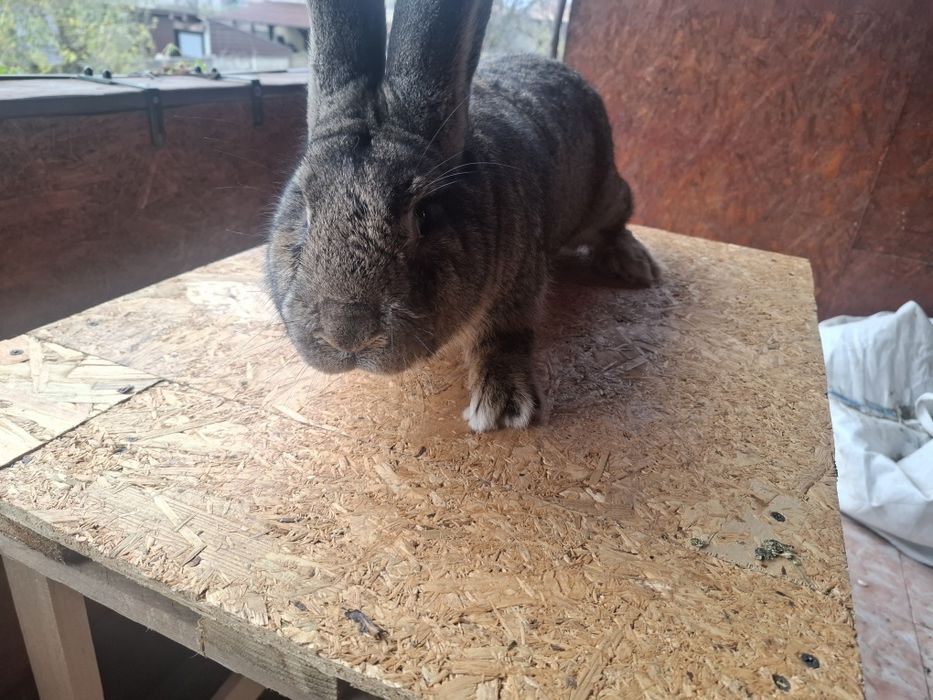 Vand mascu urias german l 11 luni