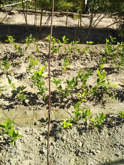 Лимон кучат  сотилади