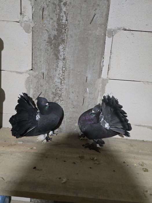 Porumbei rotati indieni