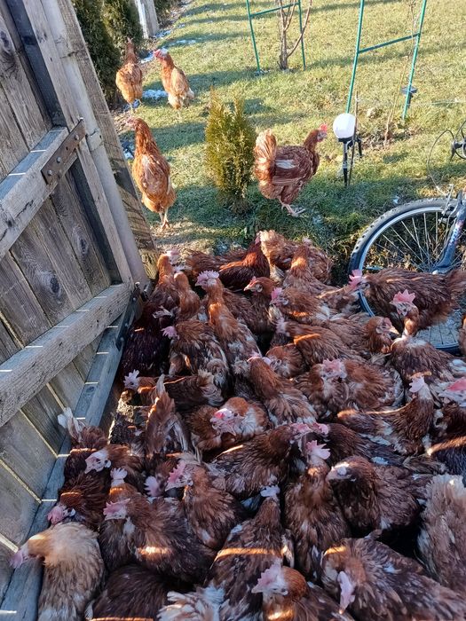 Găină roșie de oua