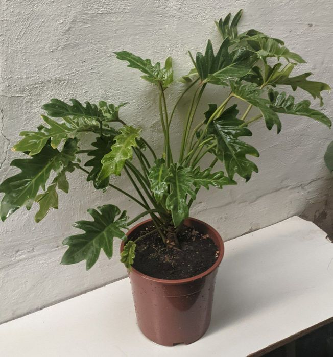 Филодендрон Ксанаду Xanadu. Экзотические цветы для дома и офиса.