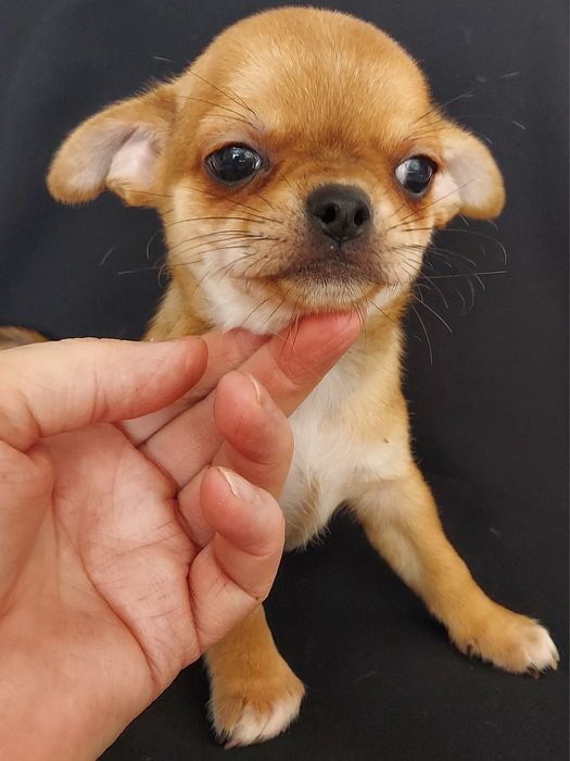 Продаю щенка чихуахуа