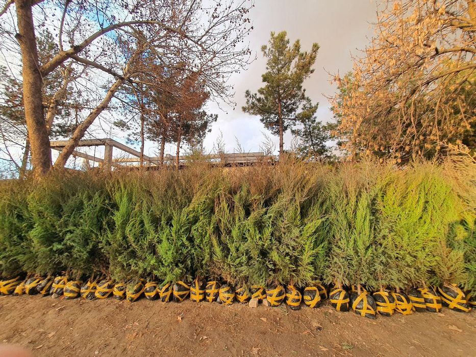 Арча archa дарахтлар палма сасна кипарис бор