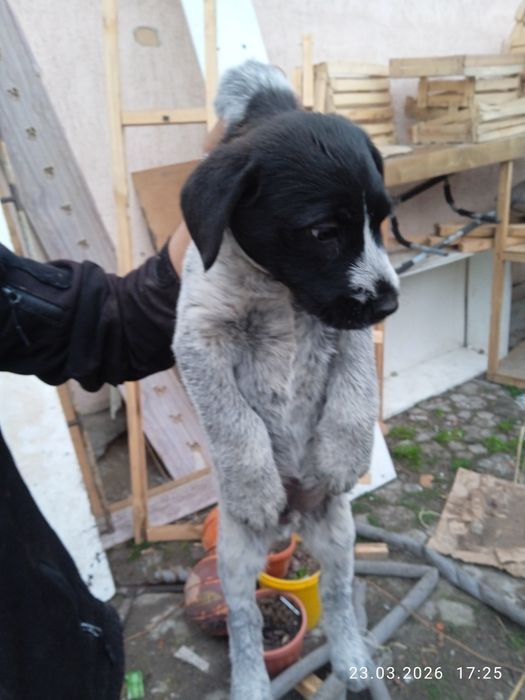 Отдам щенят в хорошие руки