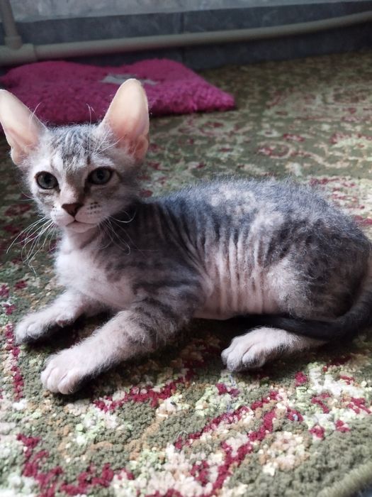 Продам котят Сфинкс браш