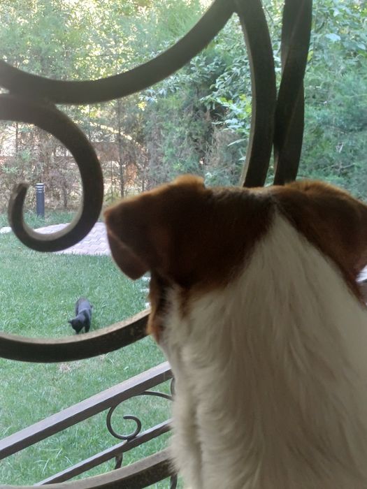 Вязка Jack Russell — Ташкент
