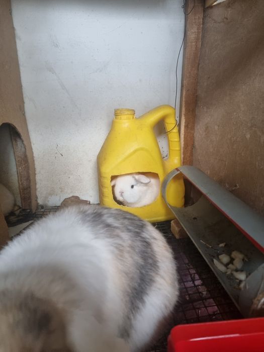 Karlik baran quyonlar sotiladi