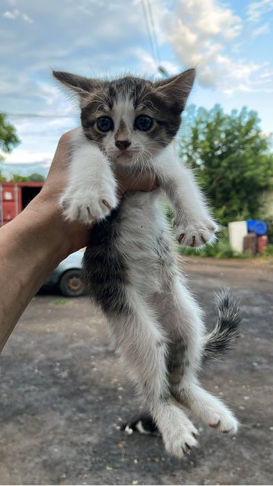 Отдам котенка в хорошие руки