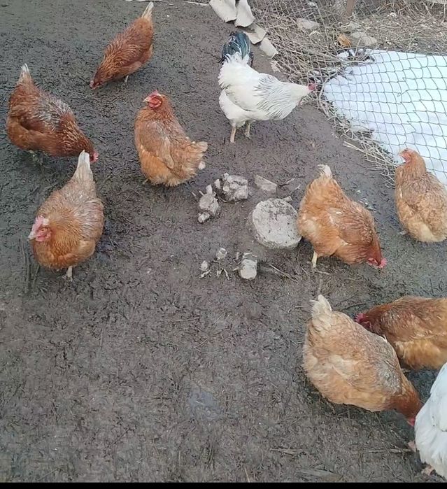 Домашний куры ломан браун