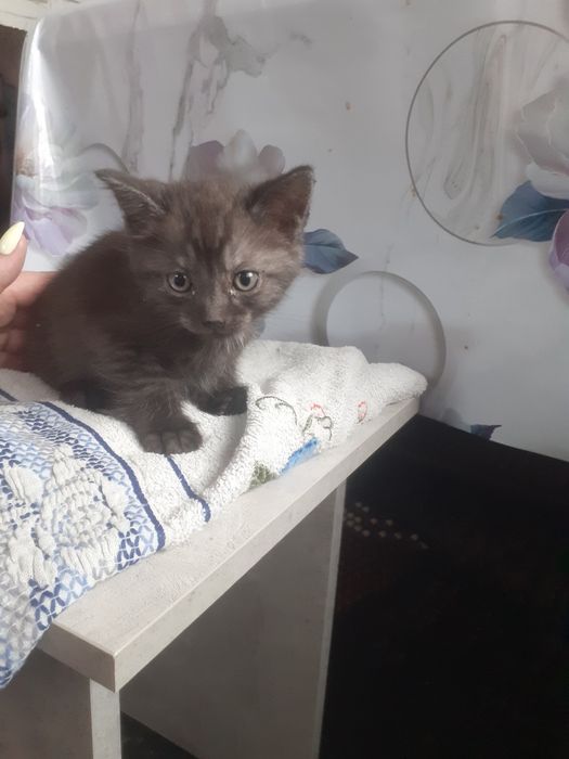Срочно отдам котят.